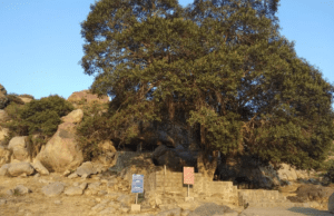 ಸಾಮ್ರಾಟ್ ಅಶೋಕ ಶಿಲಾ ಶಾಸನದ ಸ್ಥಳ ಅಭಿವೃದ್ಧಿಗೆ ಸಚಿವ ಸಂಪುಟ ಒಪ್ಪಿಗೆ