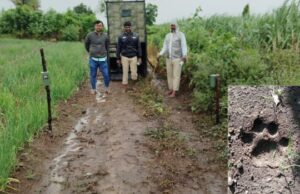 ಬಸವನಾಡಿನಲ್ಲಿ ಚಿರತೆ ಹಾವಳಿ: ರೈತರು ಕಂಗಾಲು, ಡ್ರೋನ್ ಮೂಲಕ ಕಾರ್ಯಾಚರಣೆ