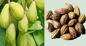 ಪಿತ್ತ ಜನಾಂಗವನ್ನು ಕಾಪಾಡುವ ಗುಣ