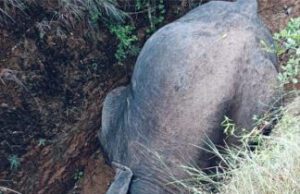 ಗುಂಡ್ಲುಪೇಟೆ: ಕಂದಕದ ಒಳಗೆ ಬಿದ್ದು ಗಂಡಾನೆ ಸಾವು