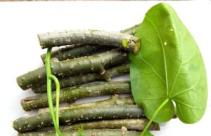 ಅಮೃತ ಬಳ್ಳಿ: ಔಷಧೀಯ ಗುಣಗಳು