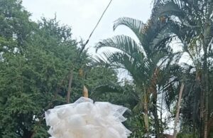 ಬಣ್ಣ ಕಳೆದುಕೊಂಡ ಪಿಂಕ್ ಸುಂದರಿ: ದಸರಾದಲ್ಲೂ ವ್ಯಾಪಾರ ಪುಲ್ ಡಲ್