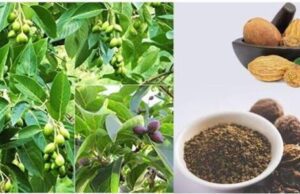 ಅಳಲೆಕಾಯಿಯ ಔಷಧೀಯ 13 ಉಪಯೋಗಗಳು: ಆರೋಗ್ಯಕ್ಕಾಗಿ ಸಹಜ ಪರಿಹಾರ