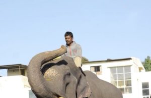 ಮೈಸೂರು ದಸರಾ: ನಿಶಾನೆ ಆನೆಯಾಗಿ ‘ಧನಂಜಯ’ ಆಯ್ಕೆ