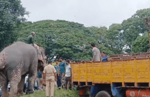 ದಸರಾ ಗಜಪಡೆಗೆ ಬೀಳ್ಕೊಡುಗೆ: ಲಾರಿ ಏರಲು ಸತಾಯಿಸಿದ ಏಕಲವ್ಯ