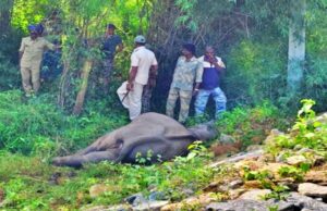 ರಸ್ತೆ ದಾಟುತ್ತಿದ್ದ ಆನೆ ಮರಿಗೆ ಬೃಹತ್ ವಾಹನ ಡಿಕ್ಕಿ; ಆನೆ ಸಾವು