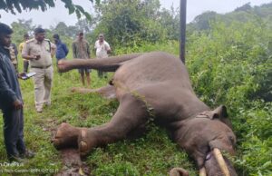 ಹಾಸನ: ಸಕಲೇಶಪುರದಲ್ಲಿ ವಿದ್ಯುತ್ ತಂತಿ ಸ್ಪರ್ಶಿಸಿ ಆನೆ ಸಾವು