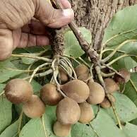 ತಾರೆಕಾಯಿ : HIV-ಒನ್ ವೈರಾಣು ನಾಶಕ ಗುಣ