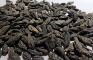 ಸಂಧಿವಾತ ರೋಗವನ್ನು ವಾಸಿ ಮಾಡುವ ಗುಣ