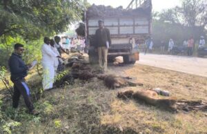 ಚಲಿಸುತ್ತಿದ್ದ ಬಸ್ಸಿಗೆ ಡಿಕ್ಕಿ ಹೊಡೆದು ನಂತರ ಕುರಿಗಳ ಮೇಲೆ ಹರಿದ ಕ್ಯಾಂಟರ್: 9 ಕುರಿ, 4 ಆಡು ಸಾವು