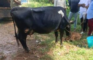 ಪಿಕಪ್ ವಾಹನದಲ್ಲಿ ಅಕ್ರಮ ಗೋ ಸಾಗಾಟ: ಇಬ್ಬರು ಪರಾರಿ