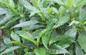 ಆಡುಸೋಗೆ