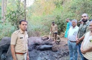 ವಕ್ರದಂತ ಹೊಂದಿದ್ದ ಕಾಡಾನೆ ಸ್ವಾಭಾವಿಕ ಸಾವು