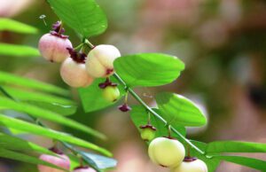 ಚಕ್ರ ಮುನಿ