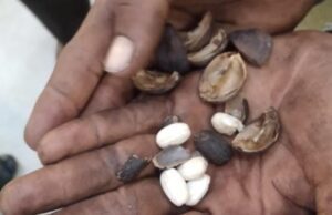 ಸಿಹಿ ಹಣ್ಣೆಂದು ವಿಷಪೂರಿತ ಕಾಯಿ ಸೇವಿಸಿ ಮಕ್ಕಳು ಸೇರಿ 12 ಮಂದಿ ಅಸ್ವಸ್ಥ