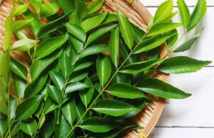 ಕರಿಬೇವು