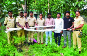 ಮಂಡ್ಯದಲ್ಲಿ ಗಾಂಜಾ ಗಿಡ ಪತ್ತೆ: ವಶಕ್ಕೆ ಪಡೆದ ಅಬಕಾರಿ ಪೊಲೀಸರು