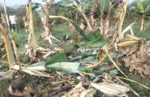 ಹುಣಸೂರಿನ ಗ್ರಾಮಗಳಲ್ಲಿ ಒಂಟಿ ಸಲಗದ ಉಪಟಳ; ಬೆಳೆ ನಾಶ, ರೈತರು ಕಂಗಾಲು