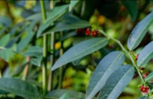 ಚಕ್ರಮುನಿ