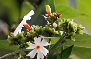 ಪಾರಿಜಾತ