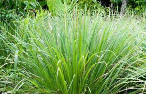 ನಿಂಬೆ ಹುಲ್ಲು