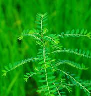 ನೆಲನಲ್ಲಿ