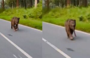 ಬಂಡೀಪುರ-ವಯನಾಡು ರಸ್ತೆಯಲ್ಲಿ ವಾಹನ ಸವಾರರಿಂದ ಆನೆ ಮರಿಗೆ ಕೀಟಲೆ- ವಿಡಿಯೋ ವೈರಲ್