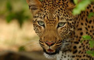 ಮೈಸೂರಿನ ಇನ್ಫೋಸಿಸ್ ಕ್ಯಾಂಪಸ್ ನಲ್ಲಿ ಚಿರತೆ ಪ್ರತ್ಯಕ್ಷ