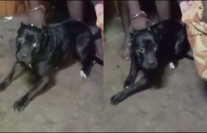 2 ವರ್ಷದ ಮಗುವಿನ ಮೇಲೆ ಪಿಟ್ ಬುಲ್ ನಾಯಿ ದಾಳಿ: ಮಾಲೀಕನ ವಿರುದ್ಧ ಎಫ್ಐಆರ್