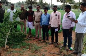 ಗುಂಡ್ಲುಪೇಟೆ: ಗಾಂಜಾ ಗಿಡ ಬೆಳೆದವನ ಬಂಧನ