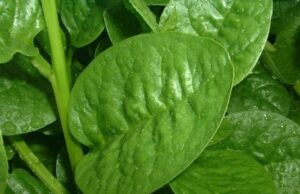 ಬಸಳೆ ಸೊಪ್ಪು