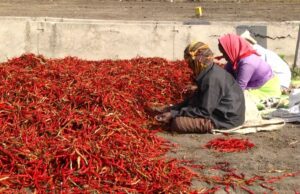 ಬಳ್ಳಾರಿ: ಮೆಣಸಿನಕಾಯಿ ಬೆಲೆ ದಿಢೀರ್ ಕುಸಿತ, ರೈತರು ಕಂಗಾಲು