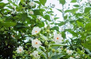 ಪಾರಿಜಾತ