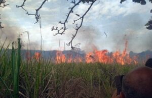 ಕಟಾವಿಗೆ ಬಂದಿದ್ದ 50 ಎಕರೆ ಕಬ್ಬು ಬೆಂಕಿಗಾಹುತಿ: ರೈತರು ಕಂಗಾಲು