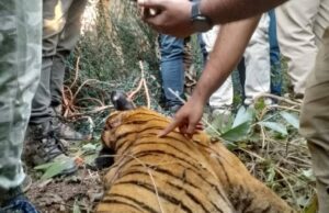 ಕೇರಳ: ಹುಲಿಯ ಹೊಟ್ಟೆಯೊಳಗೆ ಮಹಿಳೆಯ ಕಿವಿಯೋಲೆ, ಕೂದಲು, ಬಟ್ಟೆ ಪತ್ತೆ