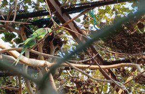 ಮನೆಯಲ್ಲಿ ಗಿಳಿ – ಅಳಿಲು – ಮೈನಾ ಸಾಕಿದರೆ ಏಳು ವರ್ಷ ಶಿಕ್ಷೆ: ವನ್ಯಜೀವಿ ರಕ್ಷಣಾ ಕಾಯ್ದೆ