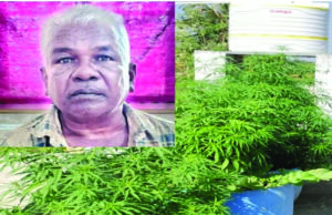 ಗಾಂಜಾ ಗಿಡ ಪತ್ತೆ: ಆರೋಪಿ ಬಂಧನ