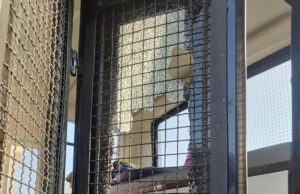 ಅವಹೇಳನಕಾರಿ ಪೋಸ್ಟ್; ಪೊಲೀಸ್ ವಾಹನದ ಮೇಲೆ ಕಲ್ಲು ತೂರಾಟ