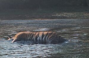 ಅಂಬ್ಲಿಗೊಳ ಜಲಾಶಯದ ಹಿನ್ನೀರಿನಲ್ಲಿ ಹುಲಿ ಮೃತದೇಹ ಪತ್ತೆ: ಕೂಲಂಕಷ ತನಿಖೆ ಈಶ್ವರ ಬಿ ಖಂಡ್ರೆ ಸೂಚನೆ