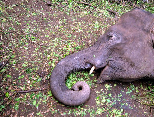 elephant_dies_1