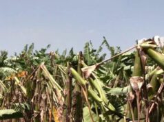 ಕೋಲಾರದಲ್ಲಿ ಮಳೆಯ ಅಬ್ಬರಕ್ಕೆ 1.21 ಕೋಟಿ ರೂ. ಮೌಲ್ಯದ ಬೆಳೆ ನಾಶ : ರೈತರು ಕಂಗಾಲು