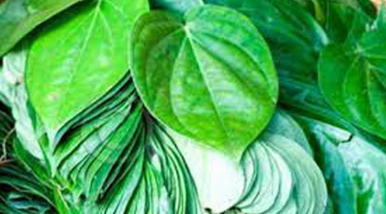 betel leaf