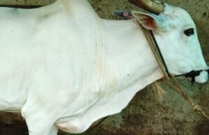 ರಾಮನಗರದಲ್ಲಿ ಹಸುವಿನ ಮೇಲೆ ಅಮಾನುಷ ಕೃತ್ಯ: ವೈಯಕ್ತಿಕ ವೈಷಮ್ಯದ ಶಂಕೆ