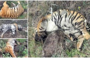 ಮಲೆಮಹದೇಶ್ವರ ಬೆಟ್ಟದಲ್ಲಿ ಐದು ಹುಲಿಗಳ ಅಸಹಜ ಸಾವು: ಕೇಂದ್ರದ ವಿಶೇಷ ತನಿಖಾ ತಂಡದಿಂದ ದೂರು,ಪರಿಶೀಲನೆ