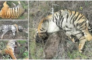 ಮಲೆ ಮಹದೇಶ್ವರ ಹುಲಿ ಸಾವು ಪ್ರಕರಣ: ಕರ್ತವ್ಯ ನಿರ್ಲಕ್ಷ್ಯದ ಆರೋಪದಲ್ಲಿ ಮೂವರು ಅರಣ್ಯ ಅಧಿಕಾರಿಗಳಿಗೆ ಕಡ್ಡಾಯ ರಜೆ