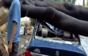 ಬೃಹತ್ ಮರ ಕಾರಿನ ಮೇಲೆ ಬಿದ್ದು ಅಬ್ಬರ, ಚಾಲಕ ಪ್ರಾಣಾಪಾಯದಿಂದ ಪಾರಾಗಿದ ಘಟನೆ