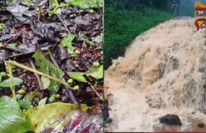 ಕಳಸದಲ್ಲಿ ಧಾರಾಕಾರ ಮಳೆ – ಎಸ್ಟೇಟ್ಗೆ ನುಗ್ಗಿದ ನೀರು