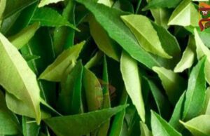 ಬೆಳಗ್ಗೆ ಖಾಲಿ ಹೊಟ್ಟೆಗೆ ಈ ಎಲೆಯನ್ನು ಜಗಿಯೋದ್ರಿಂದ ಕೊಲೆಸ್ಟ್ರಾಲ್ ಕಂಟ್ರೋಲ್, ತೂಕವೂ ಇಳಿಯುತ್ತೇ..