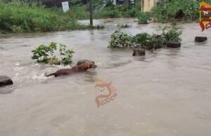 ಜಿಲ್ಲೆಗಳಲ್ಲಿ ಭಾರೀ ಮಳೆಗೆ ಜನಜೀವನ ಅಸ್ತವ್ಯಸ್ತ – ಬೆಳೆಹಾನಿಗೆ ರೈತರು ಕಂಗಾಲು