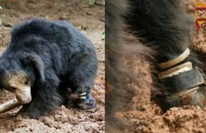 ವಿಶ್ವದಲ್ಲೇ ಮೊದಲ ಬಾರಿಗೆ ಕರಡಿಗೆ ಕೃತಕ ಕಾಲು ಜೋಡಣೆ – ಯಶಸ್ವಿ ಕಾರ್ಯ